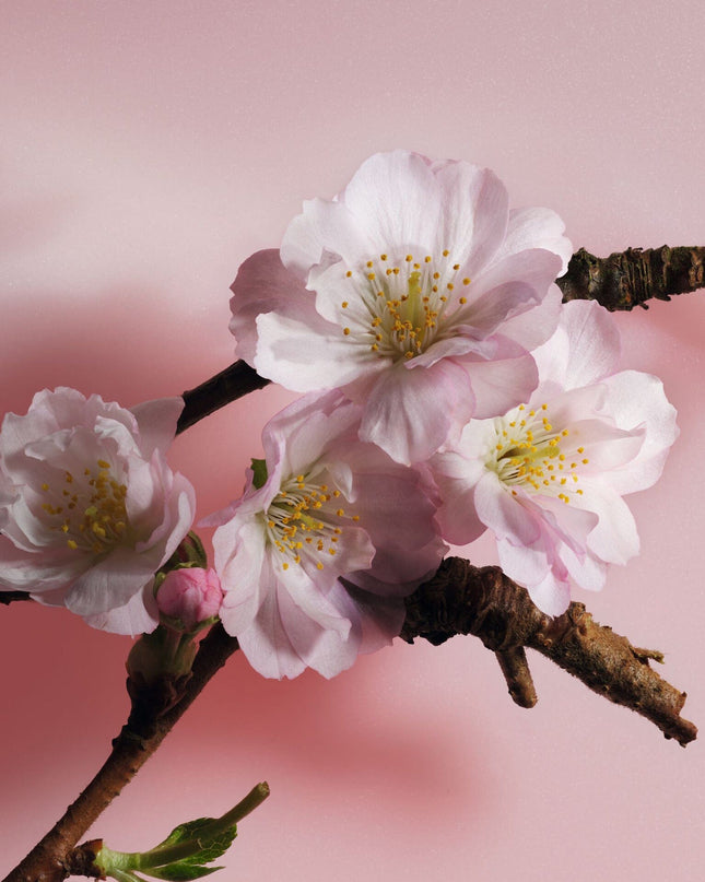 Dior-SAKURA Unisex Eau de Parfum - Floral Notes