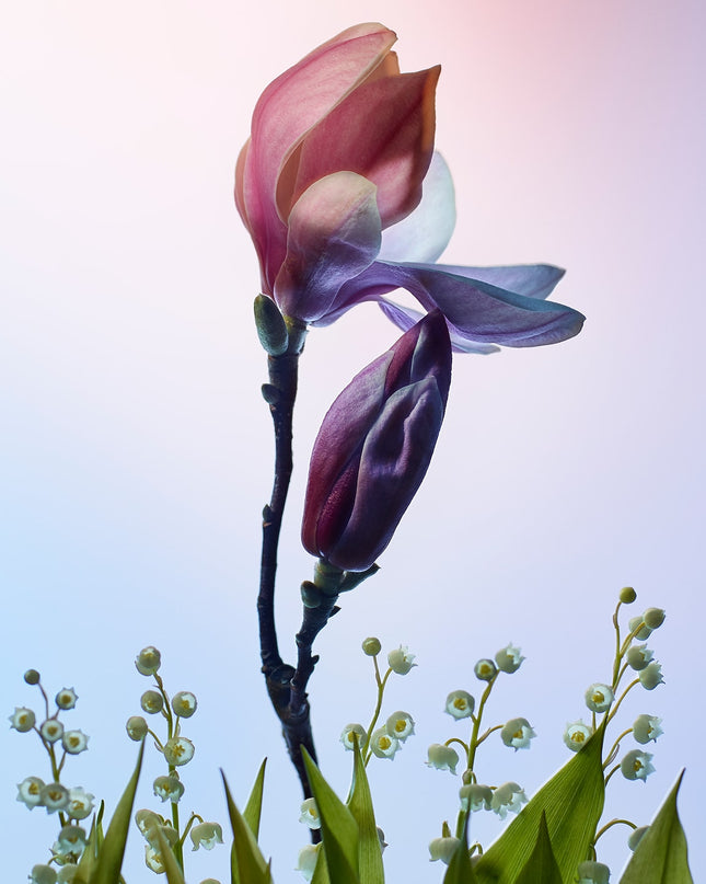 Louis Vuitton Apogée