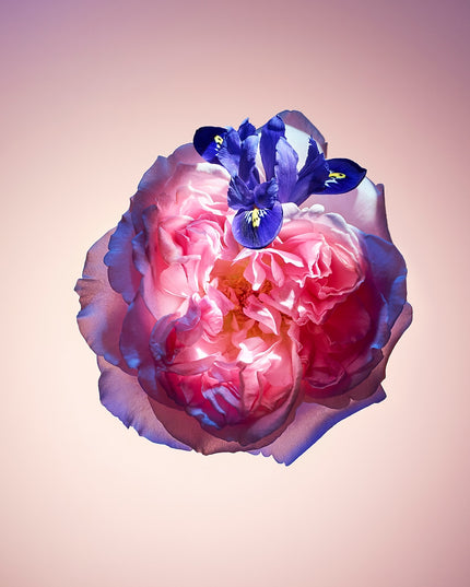 Louis Vuitton Rose Des Vents
